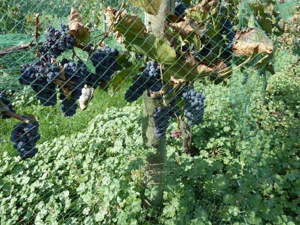 bird netting around grape crop